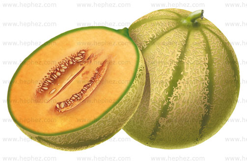 illustration melon style réaliste